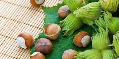 2024/2025 kabuklu fındık alım fiyatları açıklandı