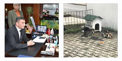 BAŞKAN SEMİZ TASARLADI SOKAK KEDİLERİ MİNİK EVLERİNE KAVUŞTU