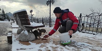 BELEDİYE EKİPLERİ SOKAK HAYVANLARINI UNUTMADI