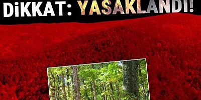 Kdz.Ereğli'nin 8 orman alanına giriş yasaklandı