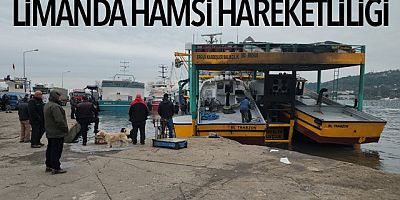LİMANDA HAMSİ HAREKETLİLİĞİ