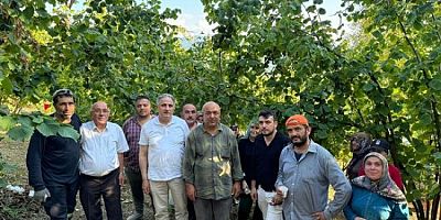 Milletvekili Bozkurt, fındık hasadına katıldı