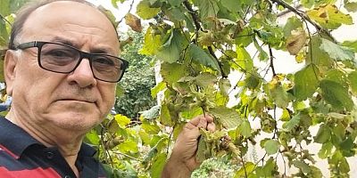 ÖZTÜRK: ‘FINDIKTA BÜYÜK VURGUN DEVAM EDİYOR’